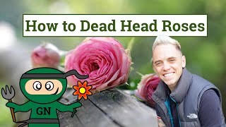 How to deadhead roses: beginners rose care guide