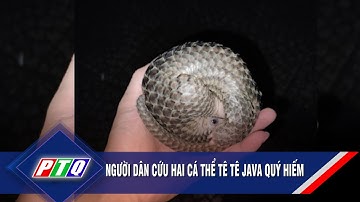Người dân cứu hai cá thể tê tê Java quý hiếm | PTQ