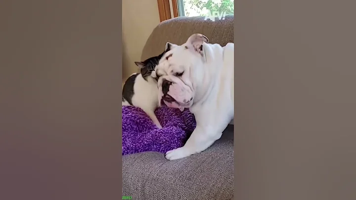 Watch the video about Cute Kittens 😅 kitten meowing crying 😹 # Ep 7305