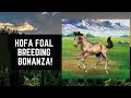 │Horse Fable│ Hofa Foal Bonanza! TOO Many Colts! Not Enough Fillies!