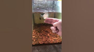 Cho cá lóc ăn thế nào là hợp lý #caloccanh #calockieng #channa #channamaru #xuhuong #fish #shorts