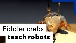 Robot developers learning from fiddler crabs
Research into how a small mangrove-dwelling crab spots and avoids predators could have applications in robot development, according to a study from The University of Western Australia.
﹏
The University of Western Australia (UWA) is recognised internationally as a top 100 university. Browse our channel to learn about our ground-breaking research, state-of-the-art facilities and vibrant student experience.
For more information: https://www.uwa.edu.au/
﹏
Facebook: https://www.facebook.com/universitywa/
Twitter: https://twitter.com/uwanews
Instagram: https://www.instagram.com/universitywa/ Robot developers learning from fiddler crabs