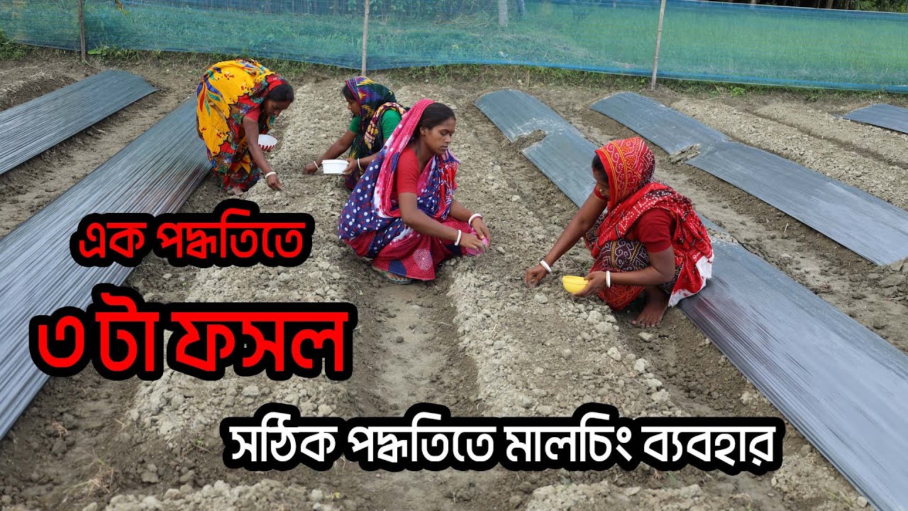 এক প্রযুক্তিতে ৩টা ফসল ও সঠিক পদ্ধতিতে মালচিং ব্যবহার