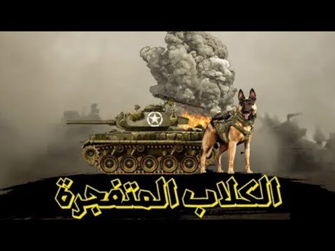 الكلاب فى الحروب 