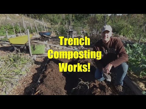 ቪዲዮ: Trench Composting method - በጉድጓድ ውስጥ እንዴት ማዳበሪያ እንደሚቻል