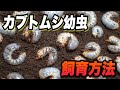 国産カブトムシの幼虫の飼育方法 孵化から1ヶ月で個別管理【カブトムシ飼育】