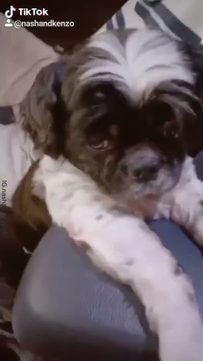 duduk Kaya bayi gemes #lucu#imut#samasamadaritiktok#nashandkenzo#shihtzu#dogontik#forupagee#anjinglu