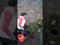 Plantar azalea en el jardin
