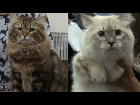 Вопрос: Как в России появились сибирские кошки?