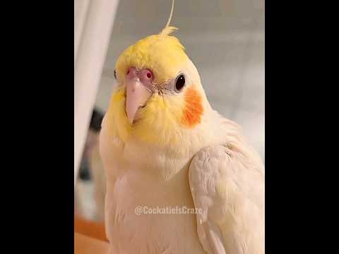 Charlie the Cockatiel's Adorable Singing Antics | Cute Bird Moments | YTShorts #cockatielscraze