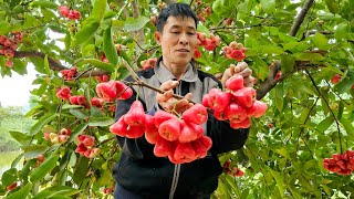 VIDEO FULL: 90 Days Harvest Agricultural ( Grapefruit, Kohlrabi, Cauliflower...) Goes to market sell