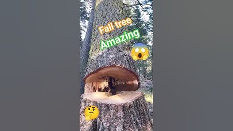 fall tree Stihl chainsaw beautiful skills WOW #shortsfeed #tree #trees #fall #falling #shortsfeed