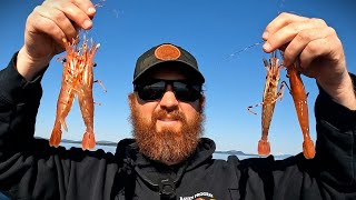 Shrimp + Crabs + Salmon in April! #salmon #shrimp #fishing