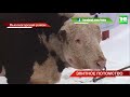 🐂 Элита животноводства: в Татарстане успешно живут и трудятся американские и европейские быки | ТНВ