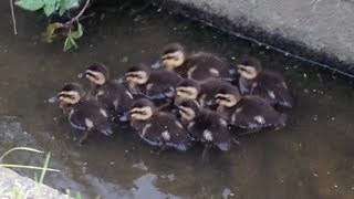 かわいそうなカルガモのヒナ達 Youtube