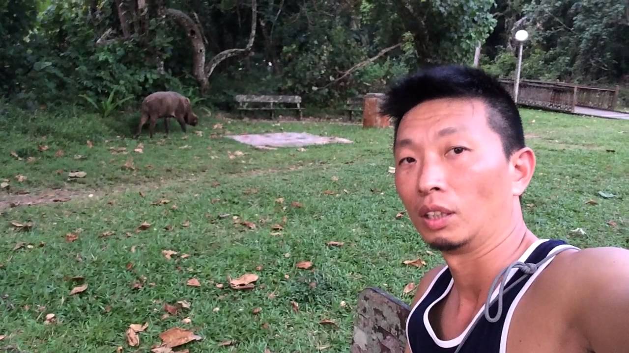 熱血阿傑 生態雨林的 乙事主 出現了 長鬃山豬 Youtube
