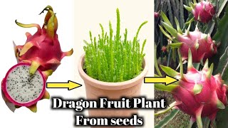 زراعة فاكهة التنين من البذرة إلى حصاد الثمار (ملف كامل عن زراعة فاكهة الدراجون فروت)