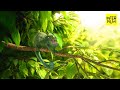 Crazy funny animal  short film our wonderful nature  the common chameleon by tomer eshed