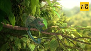 Crazy Funny Animal - Short Film Our Wonderful Nature - The Common Chameleon By Tomer Eshed