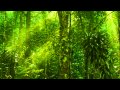Relaxing Exotic Forest Ambience - Birds Chirping, No Music (10 Hours)