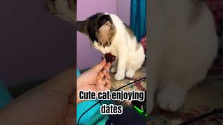 Enjoying dates #catsofyoutube #catslover #catslove