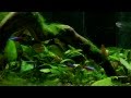 45L aquarium planted tank.mp4