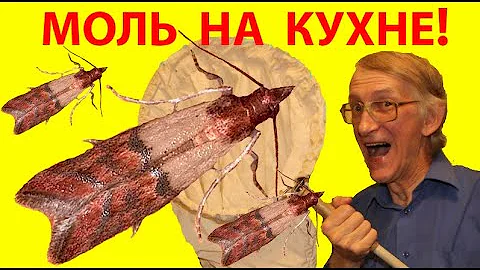 Моль На Кухне? Как Избавиться? Южная Плодовая Огневка Plodia interpunctella и Ее Враги.