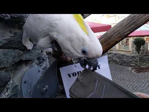 Video: Vogelbrug