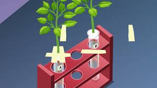 STUDY OF PHOTOTROPISM AND GEOTROPISM IN PLANTS