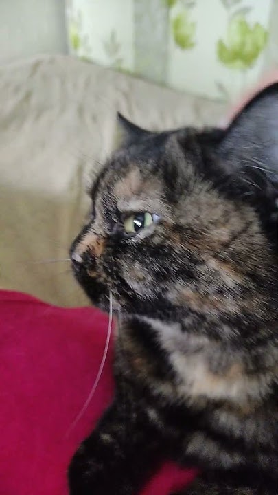 Кошки бывают разные как и коты...Обязательно пожалуйста досмотрите до ...
