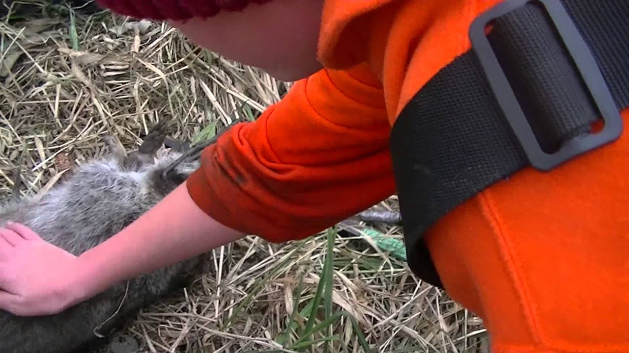 Raccoon Trapping: Raccoon in 220 Conibear - YouTube