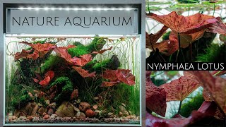 Building a Nature Aquarium with Nymphaea Lotus - Step by Step - Tutorial - Aquascape