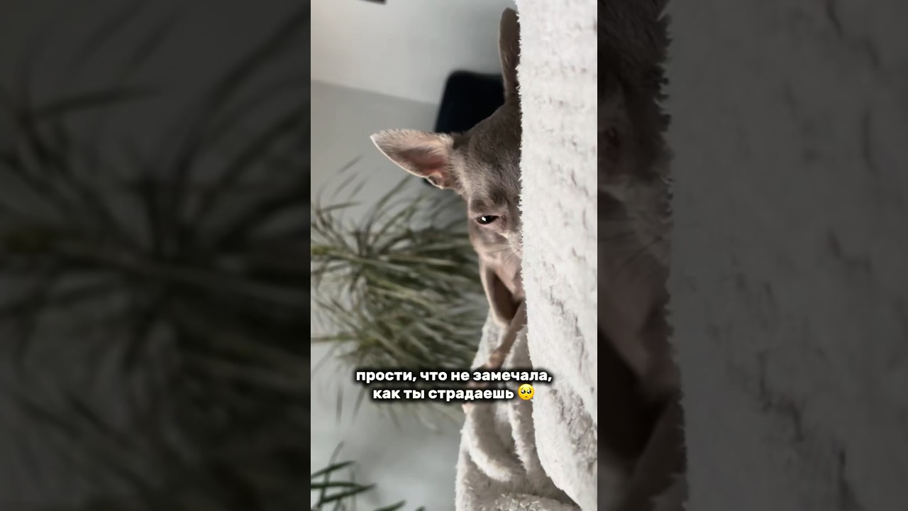 Мыло для лапок 