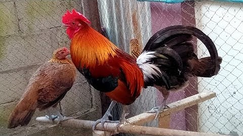 qaib F2 zoo nkauj thiab quas txawv heevໄກ່F2ງາມແລະຂັນແປກໆ