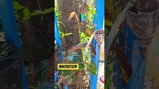 innovation 5 of ariya veteriner in date 23.4.2026