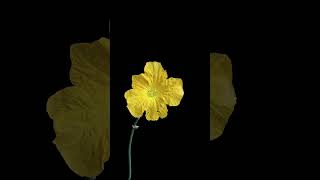 I used a large wok to photograph the blooming loofah flowers, and it turned out like a professional