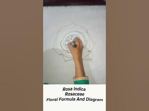 Rosa indica Rosaceae Floral Formula And Diagram - YouTube
