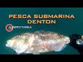 ⭐️⭐️ DENTON a pesca submarina - ALBERTO TUDELA - PS DIVE Team 🔝🔝No olvides tu like  y SUSCRIBETE