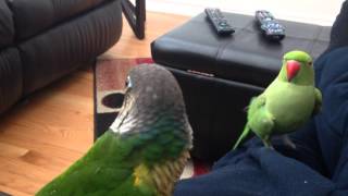 Worlds funniest talking parrot