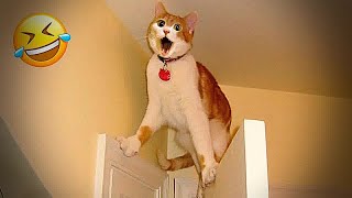 Hilarious Cats and Dogs😹🐶Funniest Animals 2024🤣😁#1