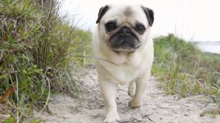 Rescued Pugs On The Beach with Tommy Franklin 'salty rain'  Pugs SOS