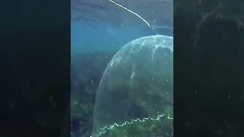 Cast Net Falling Underwater#shorts