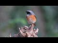 Common Redstart, hunting for flies, Phoenicurus phoenicurus