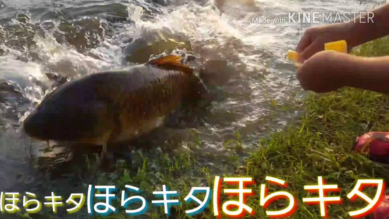 鯉の餌やり 魚もここまで懐くと可愛いかも Youtube