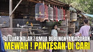 DI LUAR NALAR ! BENER2 MEWAH STOK BURUNG DI KIOS KECIL INI ! GACOR2 PANTESAN BANYAK YANG CARI