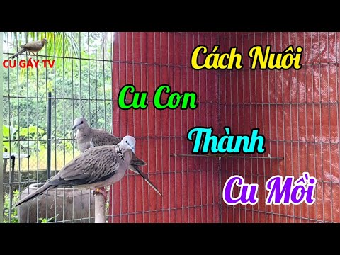 Video Cách Nuôi Cu Gáy Non Thành Cu Mồi ! - youtube