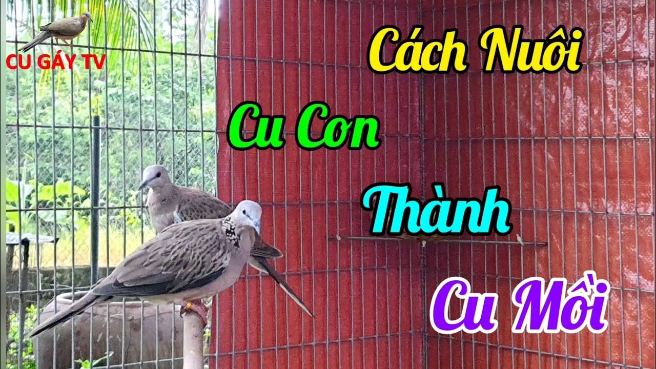 Cách Nuôi Cu Gáy Non Thành Cu Mồi !