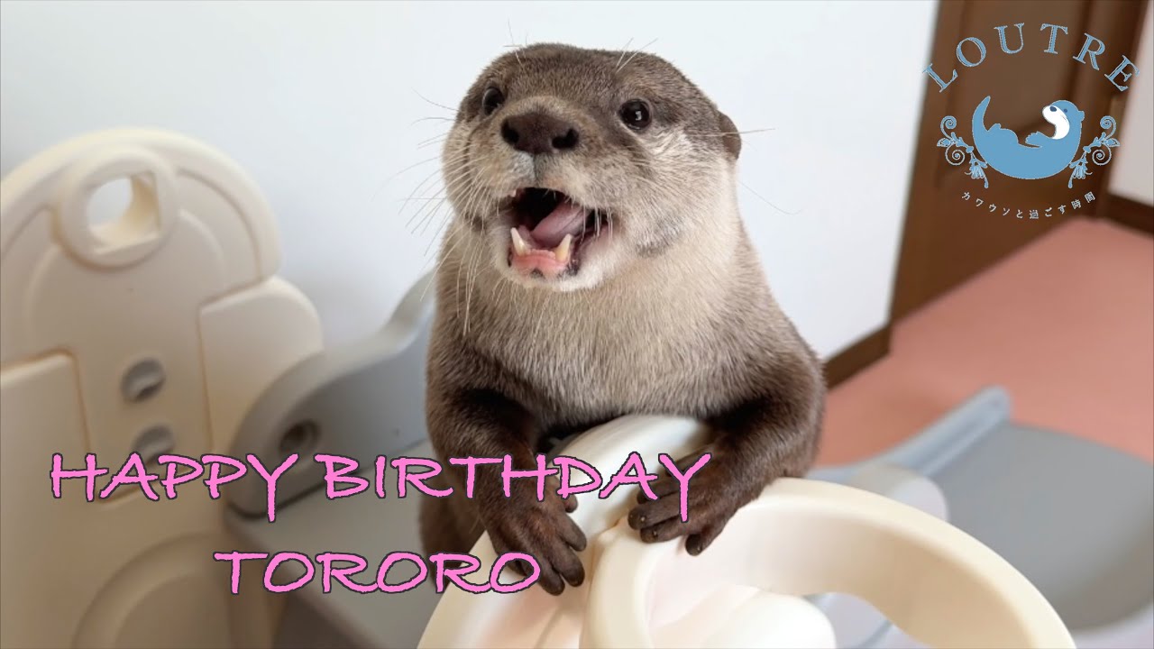 Выдра Тороро с большим подарком на свой 3-й день рождения!