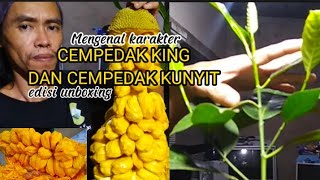 KARACTER CEMPEDAK KING & CEMPEDAK LOKAL SIKUNYIT | edisi unboxing cempedak king kuning