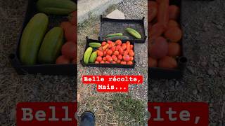 Les galères de l'année au potager... #potager #jardinage #tomate #culture #recolte